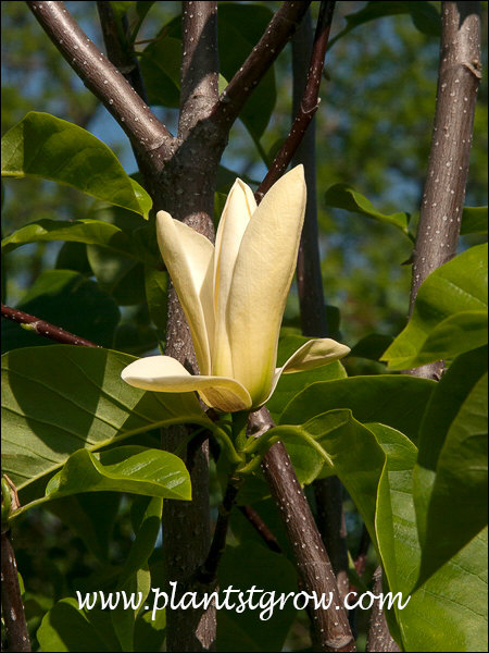 A nice yellow Magnolia.